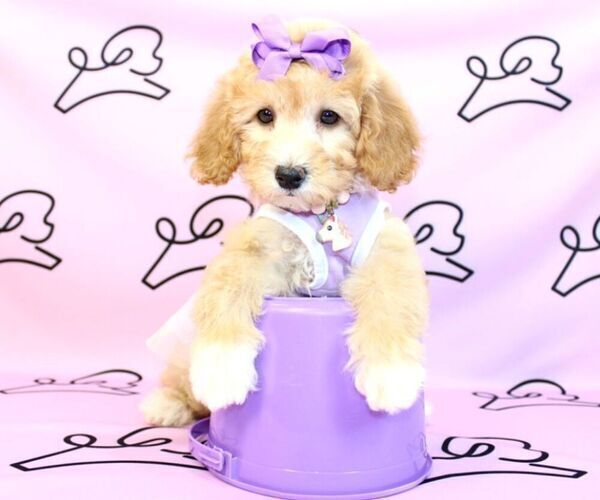 Medium Photo #13 Poodle (Miniature) Puppy For Sale in LAS VEGAS, NV, USA