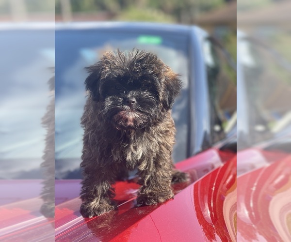 Medium Photo #4 ShihPoo Puppy For Sale in TAMPA, FL, USA