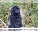Small #5 Poodle (Toy)
