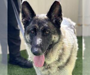 German Shepherd Dog Dogs for adoption in Camarillo, CA, USA