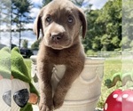 Small Photo #6 Labrador Retriever Puppy For Sale in NEOLA, WV, USA