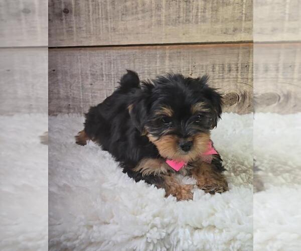 Medium Photo #2 Yorkshire Terrier Puppy For Sale in JASONVILLE, IN, USA
