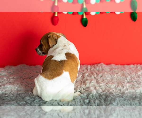 Medium Photo #26 Alapaha Blue Blood Bulldog-Jack Russell Terrier Mix Puppy For Sale in MILLERSBURG, IN, USA