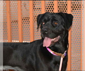 Labrottie Dogs for adoption in Las Vegas, NV, USA