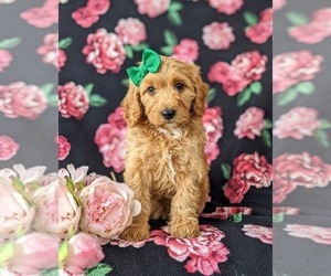 Goldendoodle (Miniature) Puppy for sale in GLEN ROCK, PA, USA