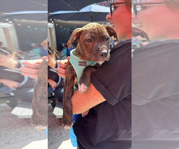 Medium Photo #1 American Pit Bull Terrier Puppy For Sale in Alexandria, VA, USA