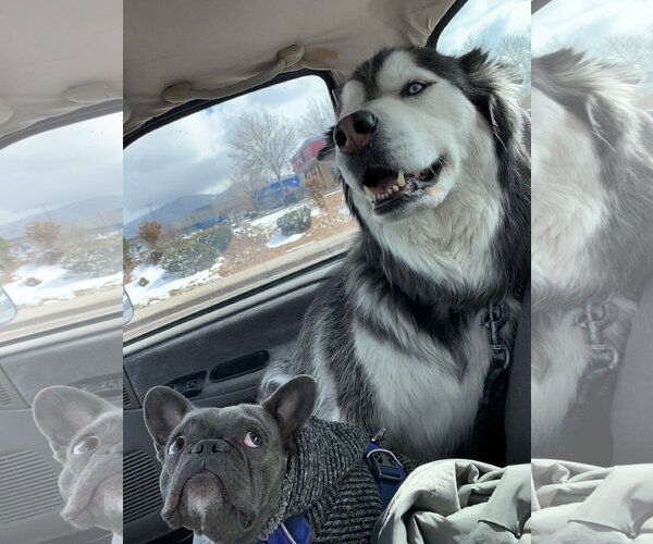Medium Photo #5 Siberian Husky Puppy For Sale in Cedar Crest, NM, USA