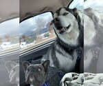 Small Photo #5 Siberian Husky Puppy For Sale in Cedar Crest, NM, USA
