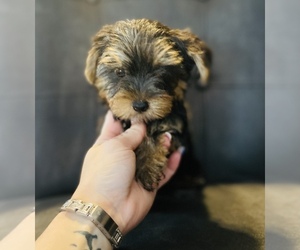Morkie Puppy for sale in LOWELL, MA, USA
