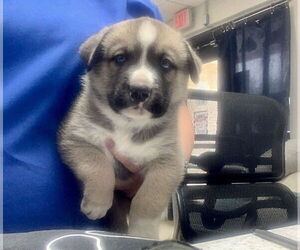 Mutt Dogs for adoption in Oak Bluffs, MA, USA