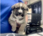 Small Mutt