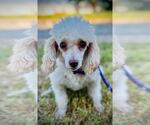 Small Poodle (Toy)