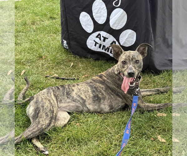 Medium Photo #2 Mountain Cur-Whippet Mix Puppy For Sale in Brooklyn Center, MN, USA