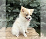 Small #1 Pomeranian