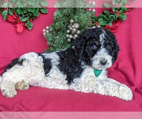 Medium Photo #5 Bernedoodle-Poodle (Standard) Mix Puppy For Sale in CHRISTIANA, PA, USA