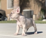 Small #7 French Bulldog