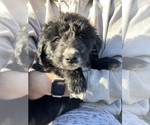 Small Photo #5 Aussiedoodle Puppy For Sale in ELIZABETHTON, TN, USA