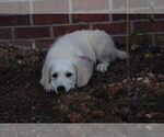 Small #22 English Cream Golden Retriever