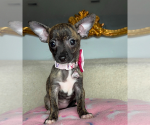 Chihuahua Puppy for sale in CHARLOTTE, NC, USA