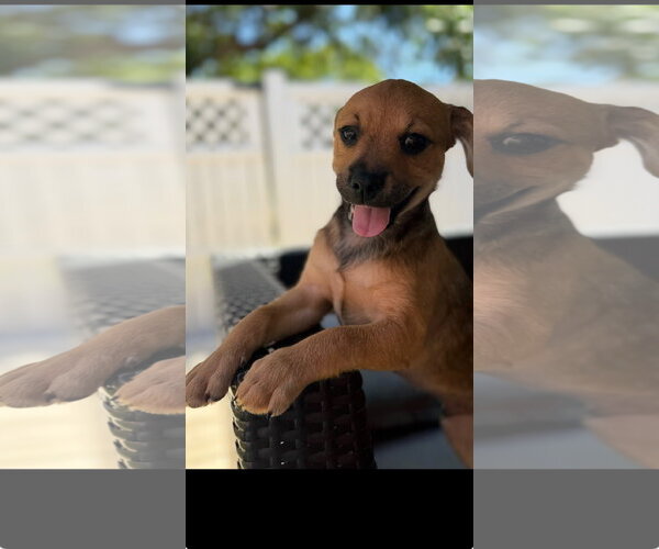 Medium Photo #2 Black Mouth Cur-Dachshund Mix Puppy For Sale in Royal Palm Beach, FL, USA