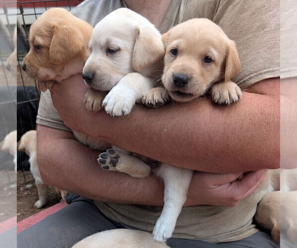 Medium Photo #8 Labrador Retriever Puppy For Sale in SHELTON, WA, USA