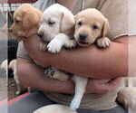 Small #7 Labrador Retriever