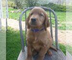 Small Photo #4 Golden Irish Puppy For Sale in BLAIN, PA, USA