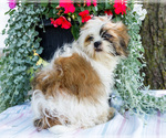 Small #3 Shih Tzu