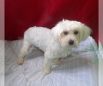 Small #1 Maltese