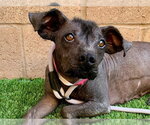 PEONY - Female Mutt Dog for Adoption - Small photo