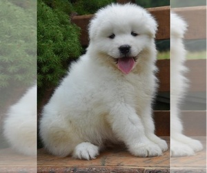 Samoyed Puppy for sale in SUNNYVALE, CA, USA