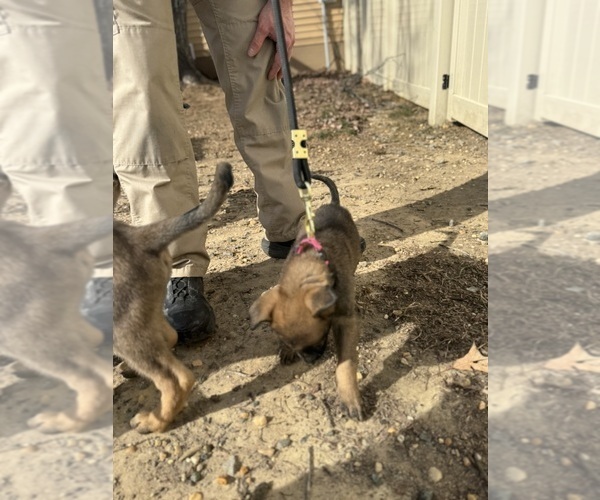 Medium Photo #18 German Malinois Puppy For Sale in FREDERICKSBURG, VA, USA