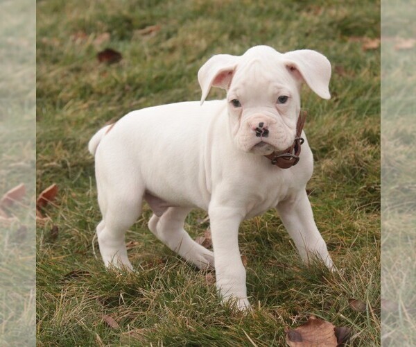 Medium Photo #1 Boxer Puppy For Sale in SHIPSHEWANA, IN, USA
