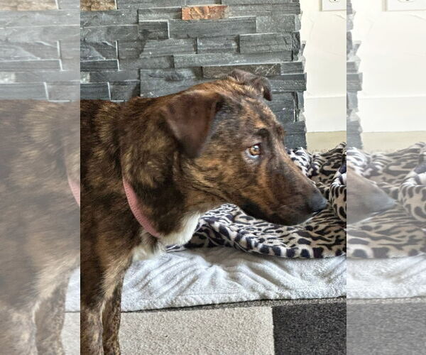 Medium Photo #3 Mountain Cur-Unknown Mix Puppy For Sale in New London, WI, USA