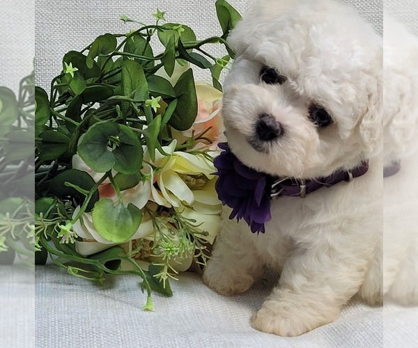 Medium Photo #1 Bichon Frise Puppy For Sale in BREMEN, GA, USA