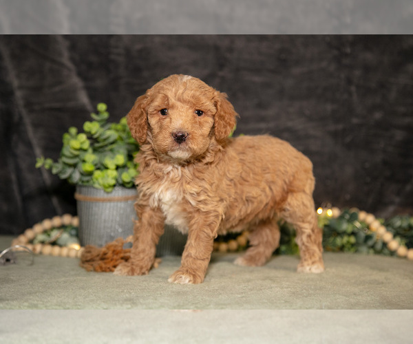 Medium Photo #17 Poodle (Miniature) Puppy For Sale in WOLCOTTVILLE, IN, USA