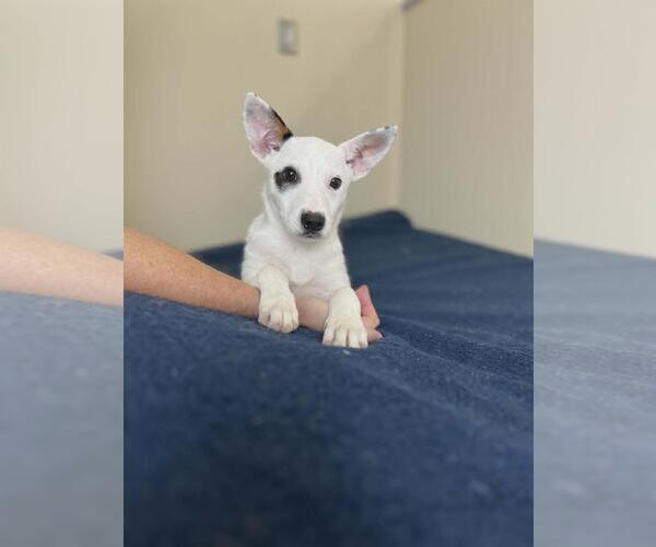 Medium Photo #3 Collie-Unknown Mix Puppy For Sale in Rockwall, TX, USA