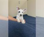 Small #2 Collie Mix