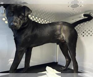 Labrador Retriever-Unknown Mix Dogs for adoption in Santa Rosa, CA, USA