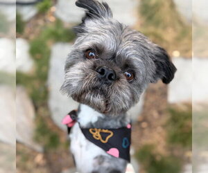 Hiccup - Male French Tzu Dog for Adoption - Photo #5