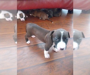 American Bully Puppy for sale in MERRY HILL, NC, USA