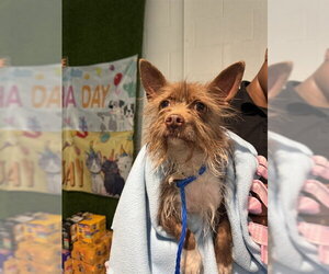 Chiranian Dogs for adoption in Temple, TX, USA