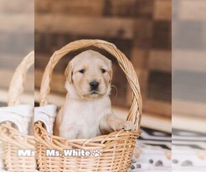 Medium Golden Retriever