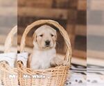 Puppy Ms White Golden Retriever