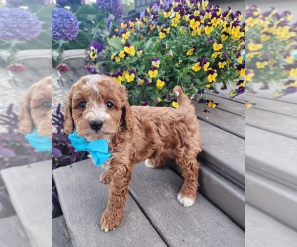 Medium Photo #1 ShihPoo Puppy For Sale in INDIANAPOLIS, IN, USA