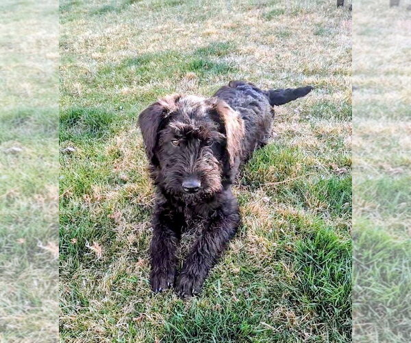Medium Photo #10 Poodle (Standard)-Unknown Mix Puppy For Sale in Sandy, UT, USA