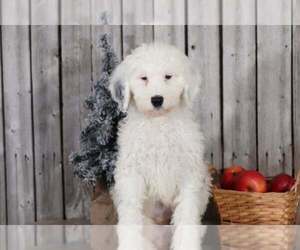 Sheepadoodle Puppy for sale in MOUNT VERNON, OH, USA