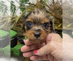 Small Photo #21 Shorkie Tzu Puppy For Sale in SELLERSBURG, IN, USA