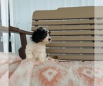 Small Photo #2 Cavapoo Puppy For Sale in FRYTOWN, IA, USA