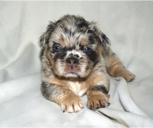 French Bulldog Puppy for sale in JERSEY CITY, NJ, USA